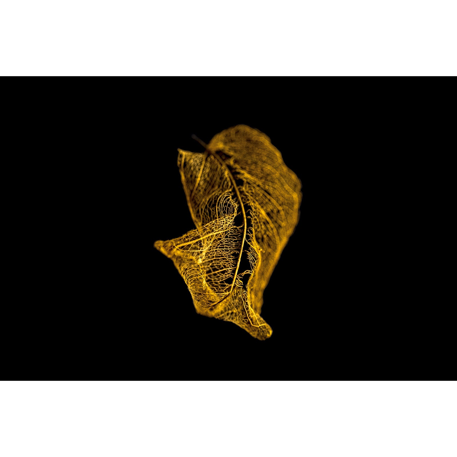 Golden Shadow