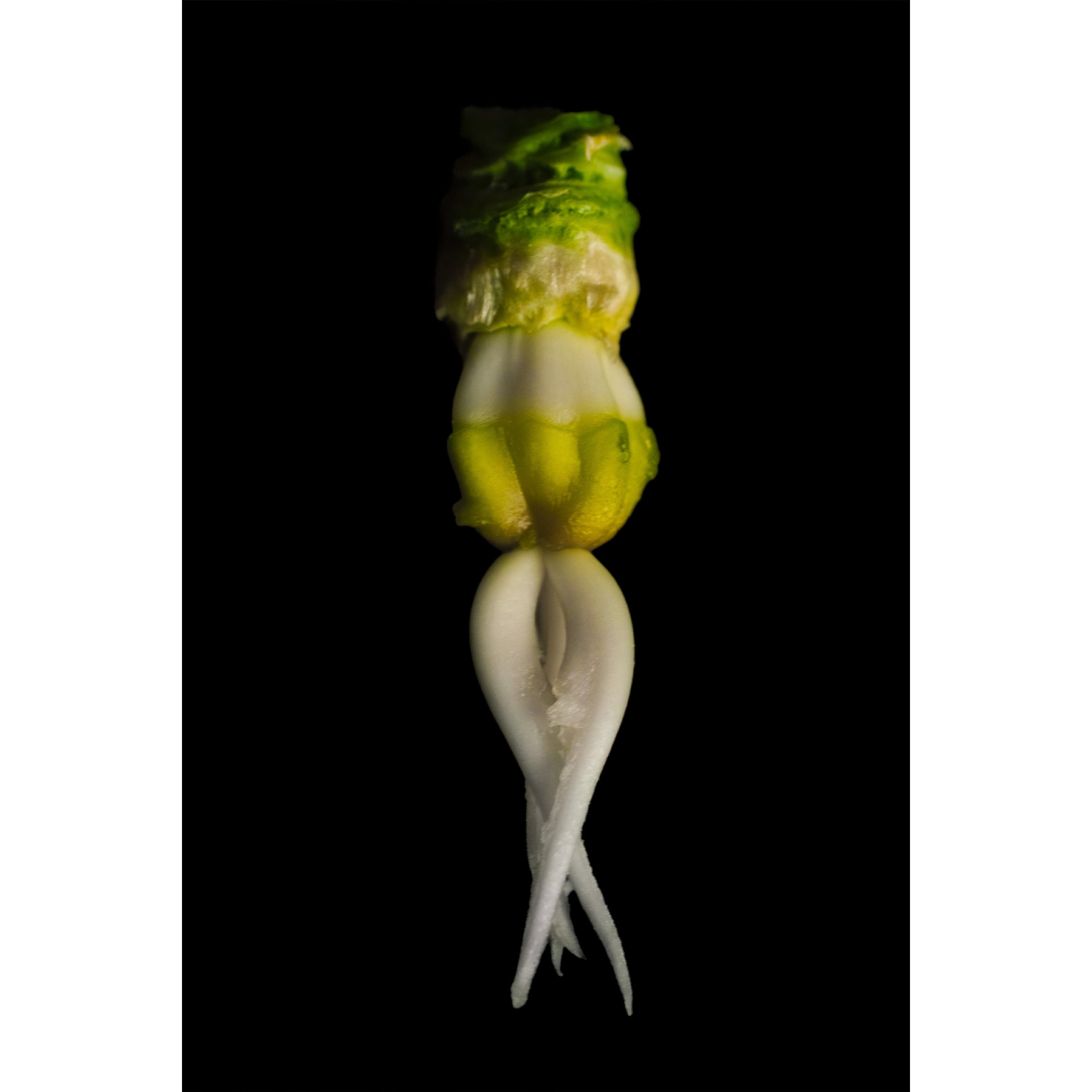 Garden Squid