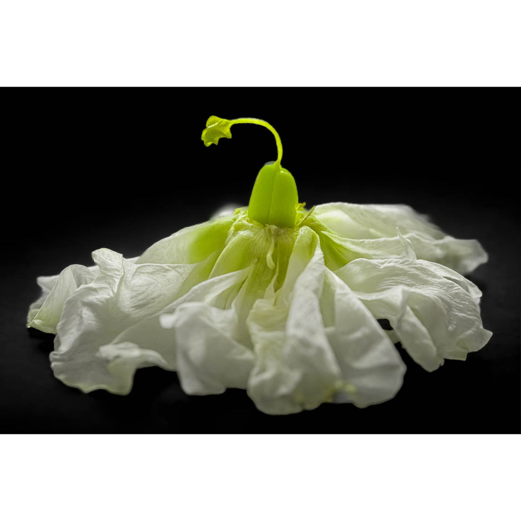 Secret Life Of Flowers 1