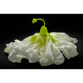 Secret Life Of Flowers 1