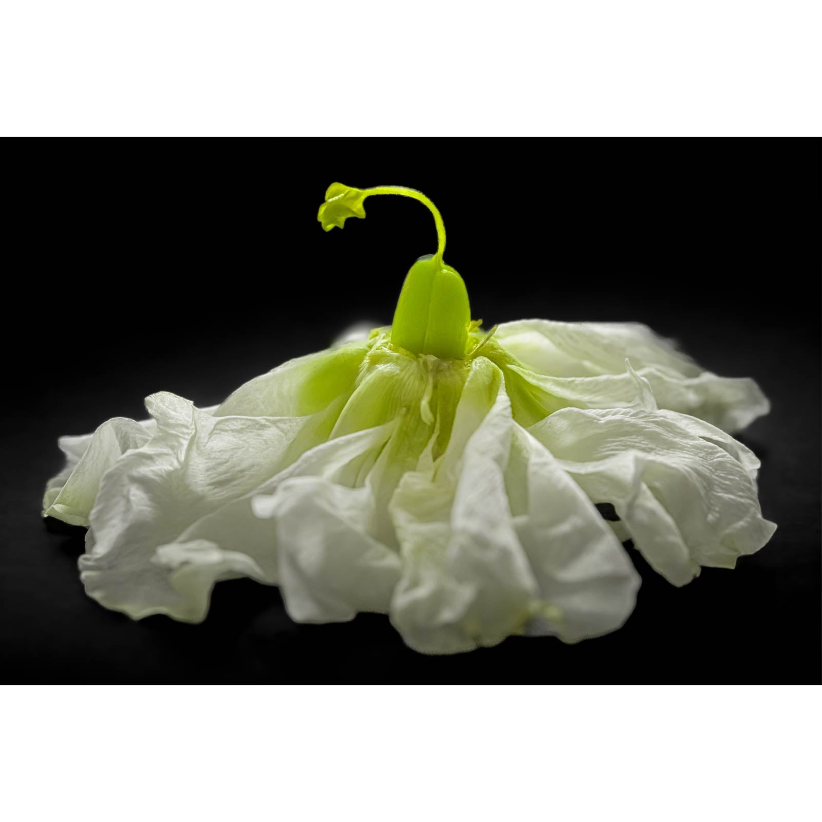 Secret Life Of Flowers 1