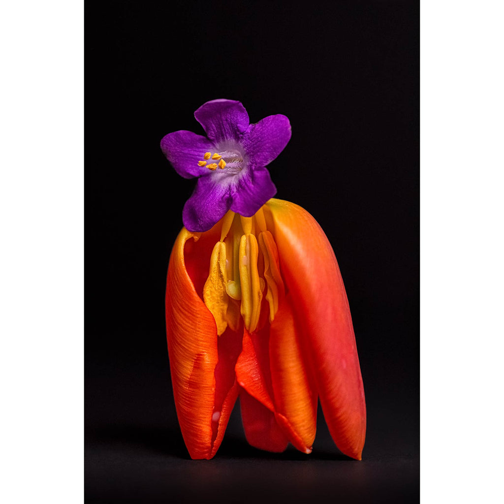 Secret Life Of Flowers 2