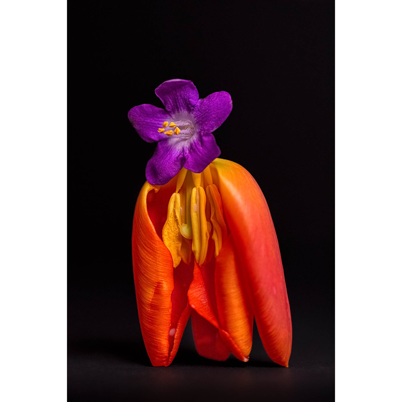 Secret Life Of Flowers 2