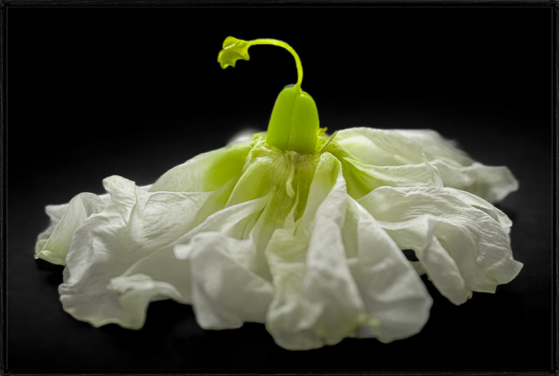 Secret Life Of Flowers 1