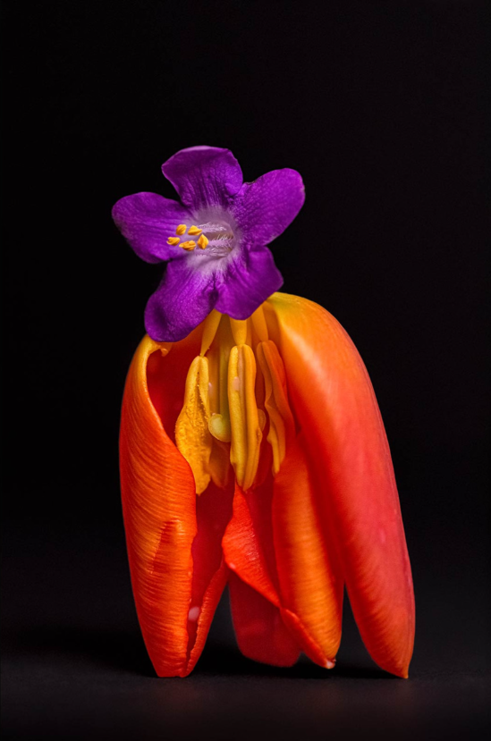 Secret Life Of Flowers 2